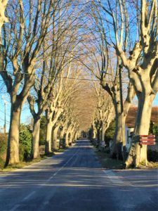 Photo showing whimsical trees lining road approaching St. Remy in Provence.  They're Plane trees.